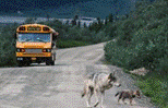 Bildergebnis f�r denali national park